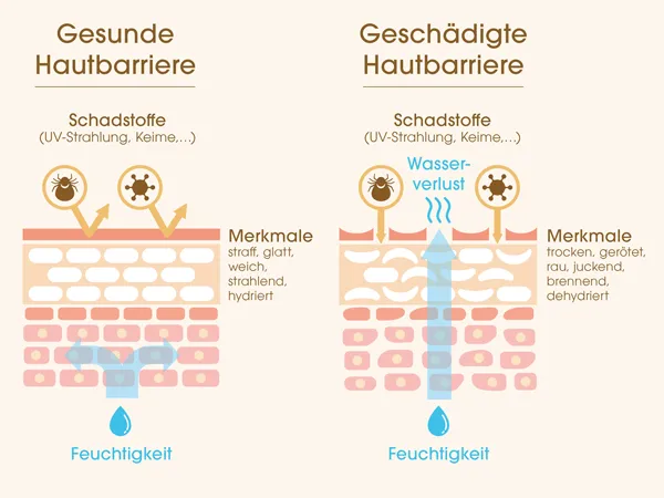 Kollagenabbau und Hautbarriere